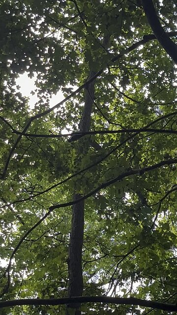 Woodpecker dropping a beat