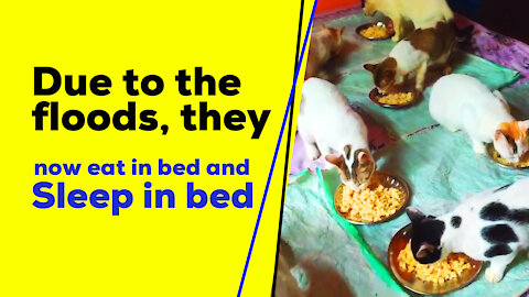 Due to the floods, they now eat in bed and sleep in bed.