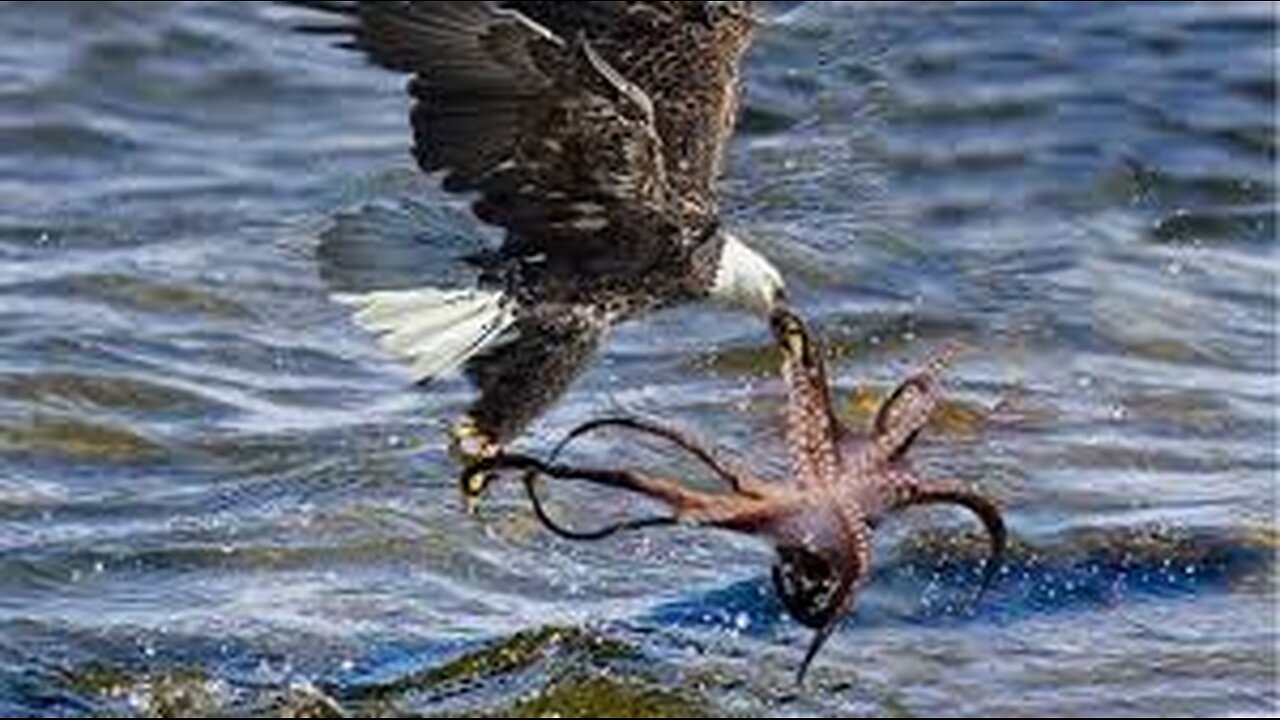 The Eagle Dies While Hunting An Octopus