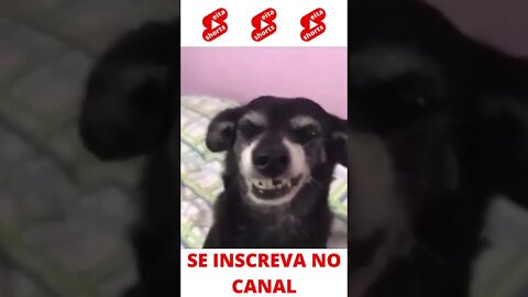 Cachorro banguelo #shorts