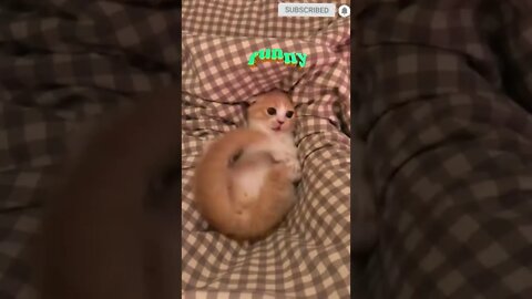 cute cat videos 😹 funny videos 😂 470 😻