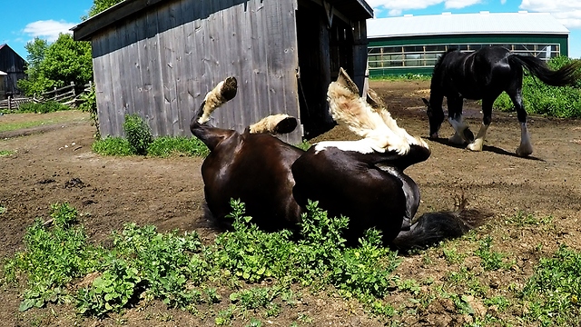 Clydesdale rolls with complete joy during sunny day