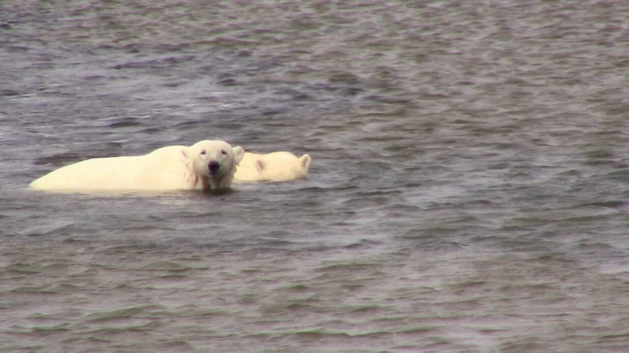 Polar Bears, Beluga Whales, Foxes, and Sled Dogs in Churchill, Manitoba, Canada - Part 2