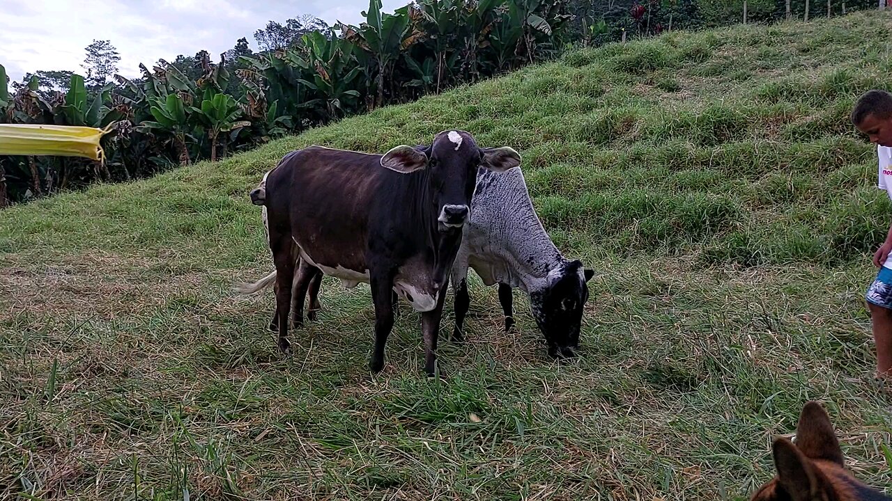 Cows got bananas