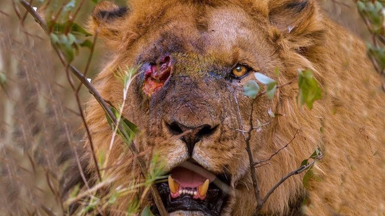 Lion Get’s Injured And Die Painfully