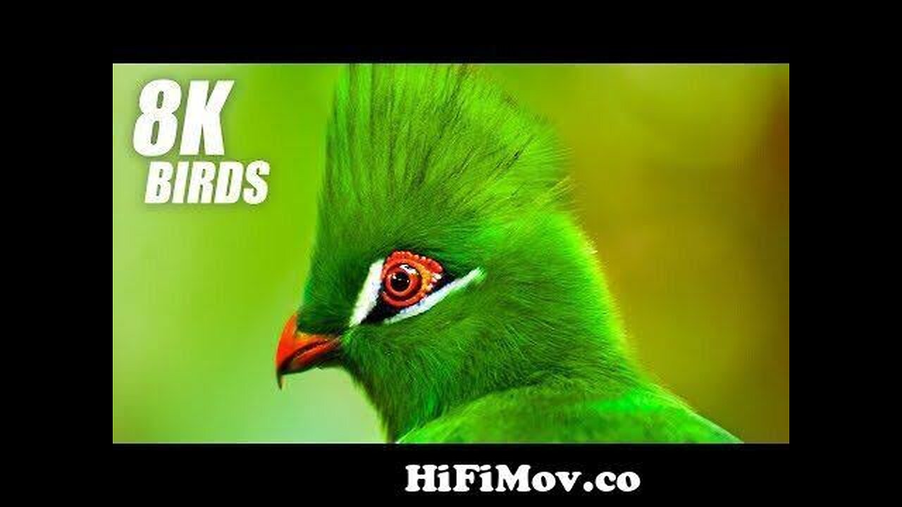 Wild birds special collection