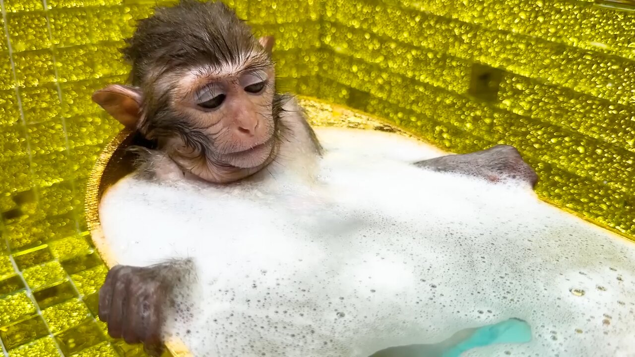 Monkey Baby eat fruit in the bathtub