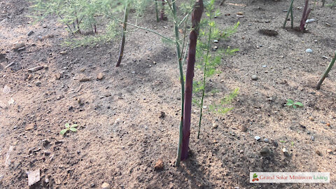 Nurturing Early Perennial Plants in the Summer