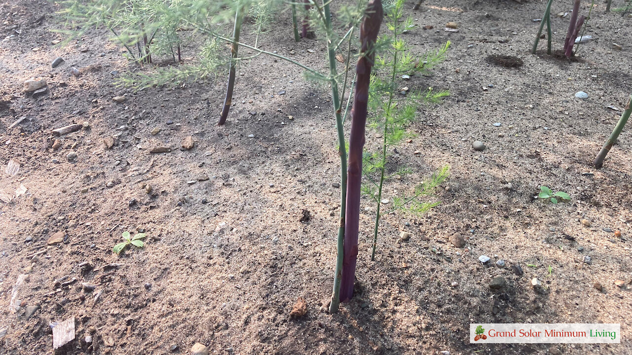 Nurturing Early Perennial Plants in the Summer