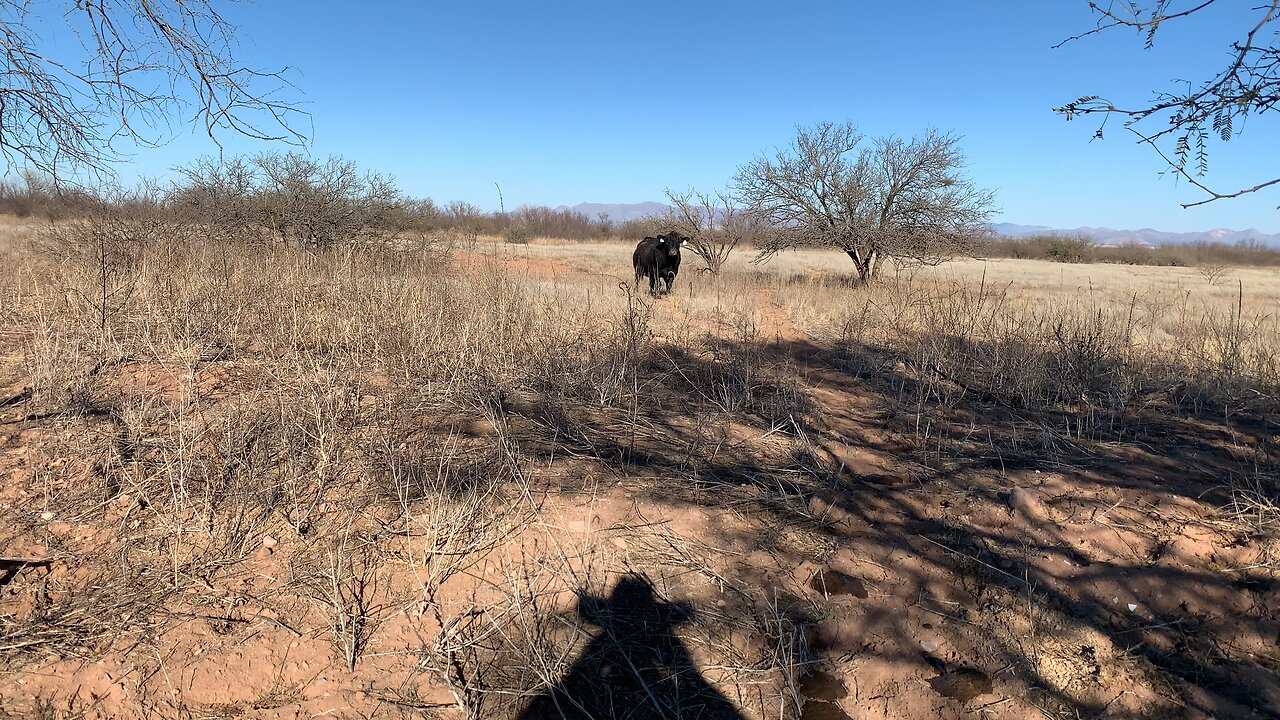 6 Year Old Angus Bull