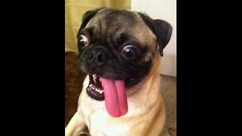 Top 10 dog barking video compilation