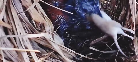 A young brown-winged cuckoo swallows a huge mouse