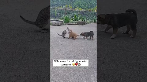 Puppy Friendship