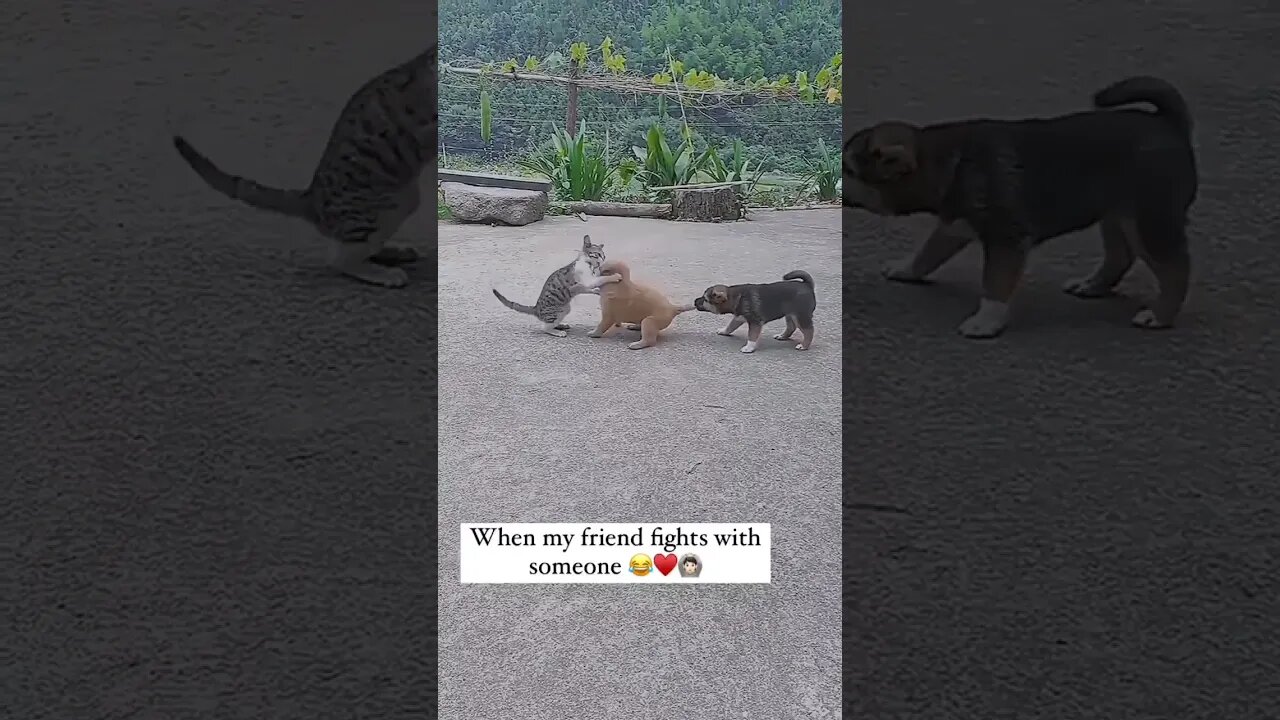 Puppy Friendship