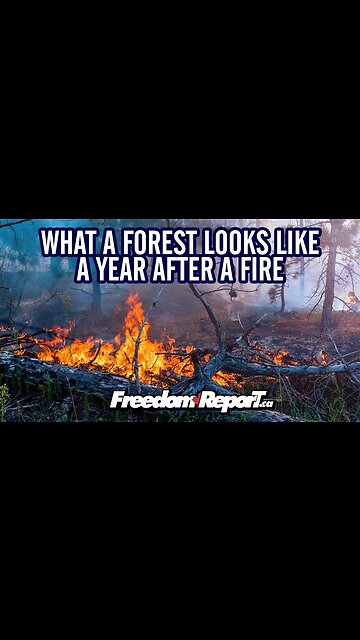 SEE A FOREST 1 YEAR AFTER A MAJOR FOREST FIRE IN ALBERTA