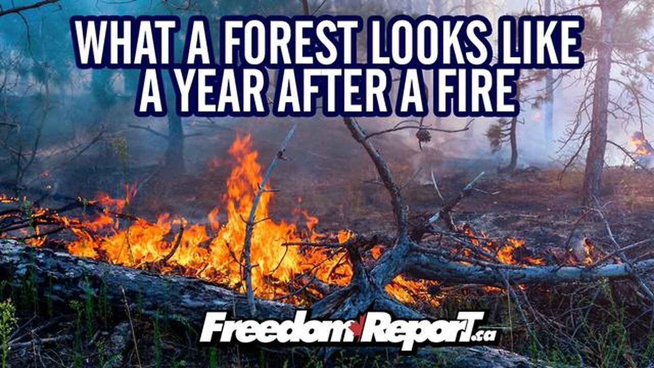 SEE A FOREST 1 YEAR AFTER A MAJOR FOREST FIRE IN ALBERTA