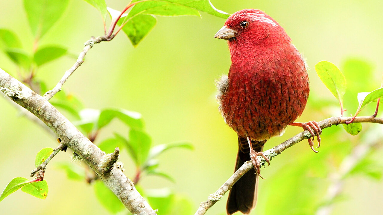 Gentle music for the soul and LIFE, and Birdsong Calms the nervous system