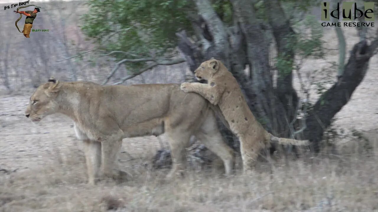 Daughters Of The Mapogo Lions - Rebuilding The Othawa Pride - 95: Out For A Stroll