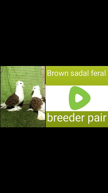 Brown sadal feral breederpair pigeon beautiful