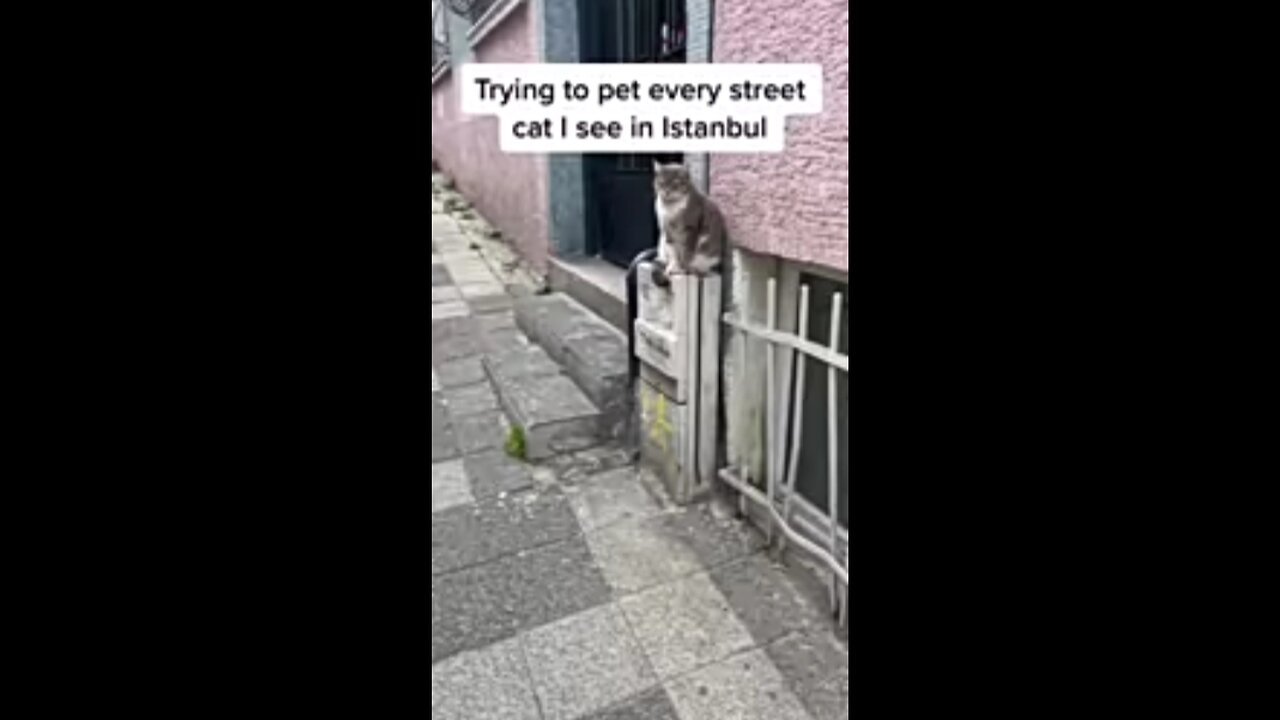 I tried pet cat every cut in istan bul