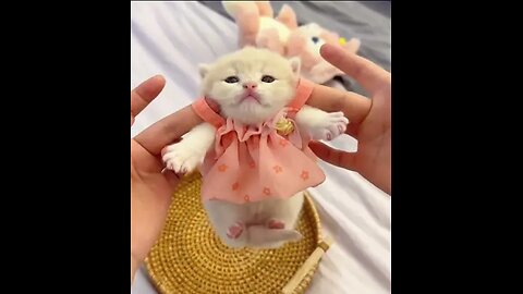 cute cats ❤️❤️❤️😱