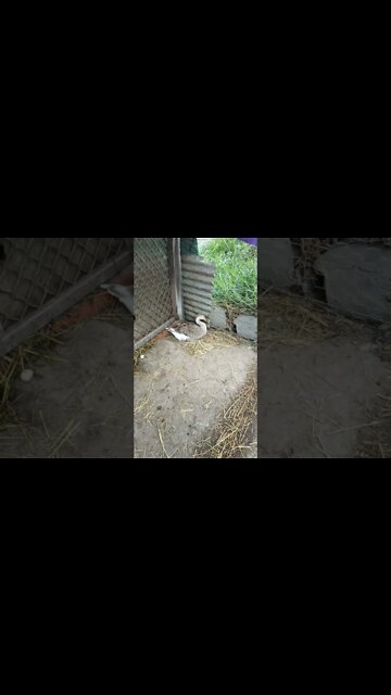 My baby goose has grown up and is now laying eggs