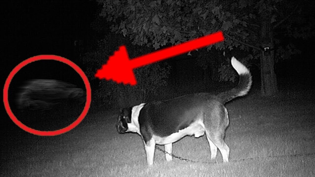 5 Dogs That Saw Something Their Owners Couldn't See ESP and the Supernatural