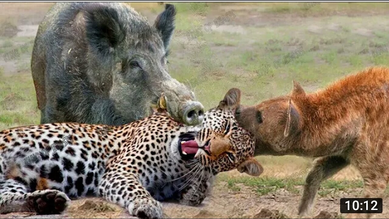 Most Amazing Moment of Wild Animals