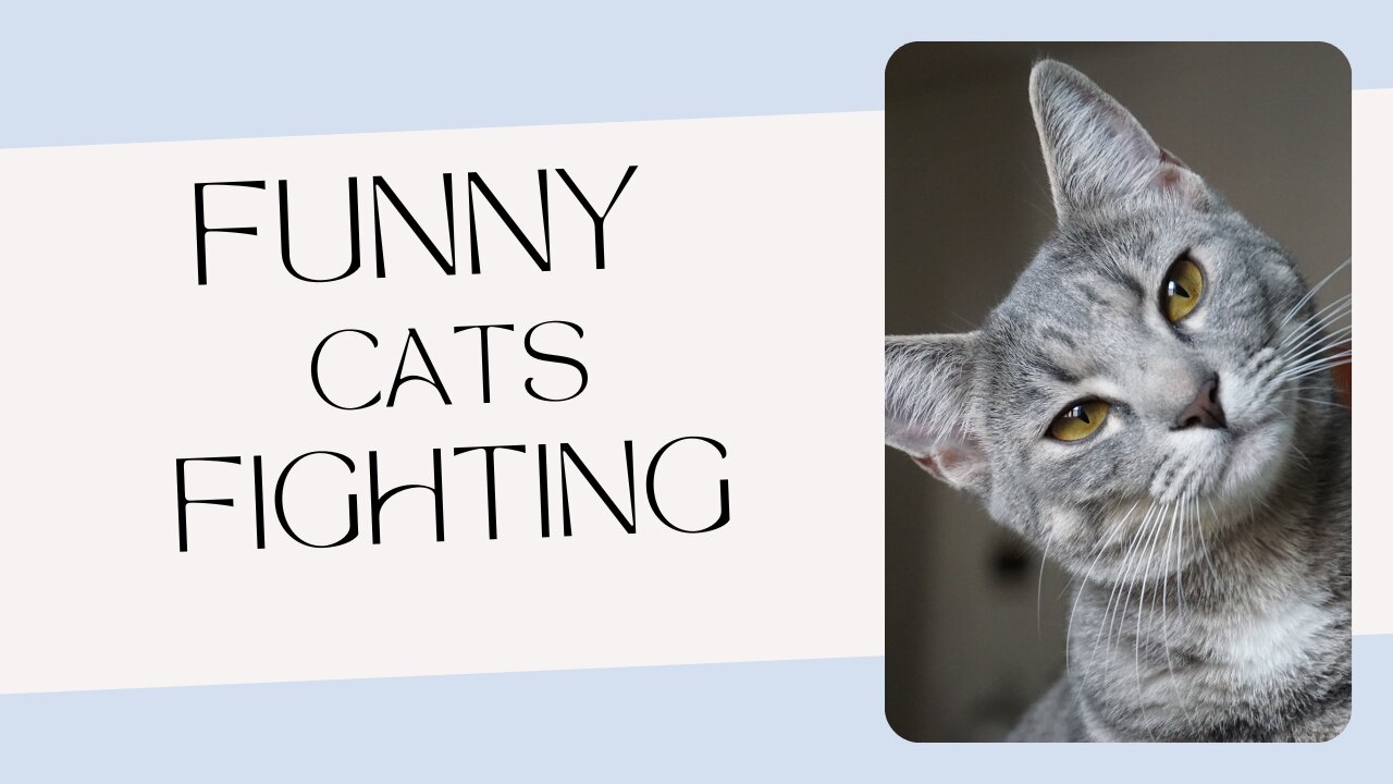 Funny Cat Fighting viral videos