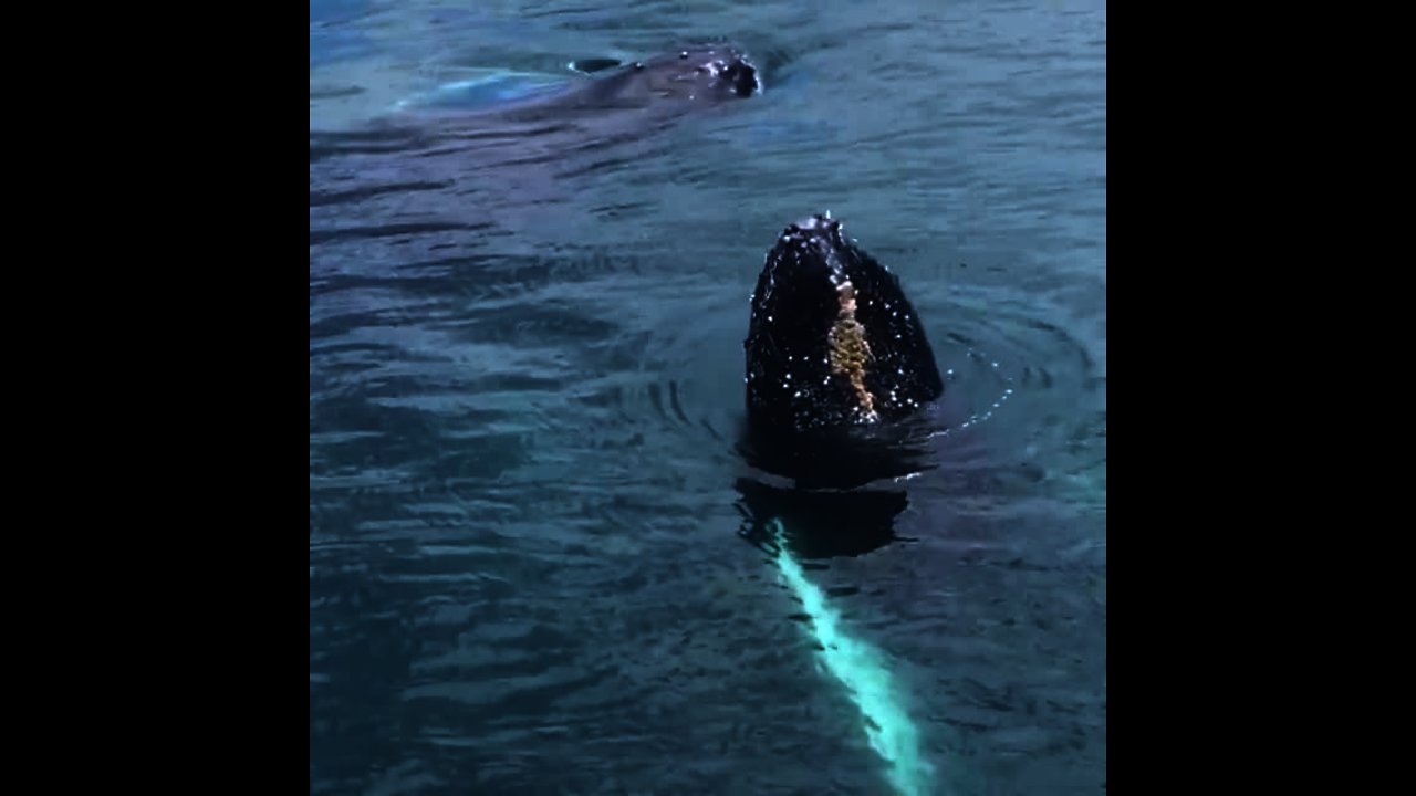 Humpback Whale Emerges To Greet Tourists