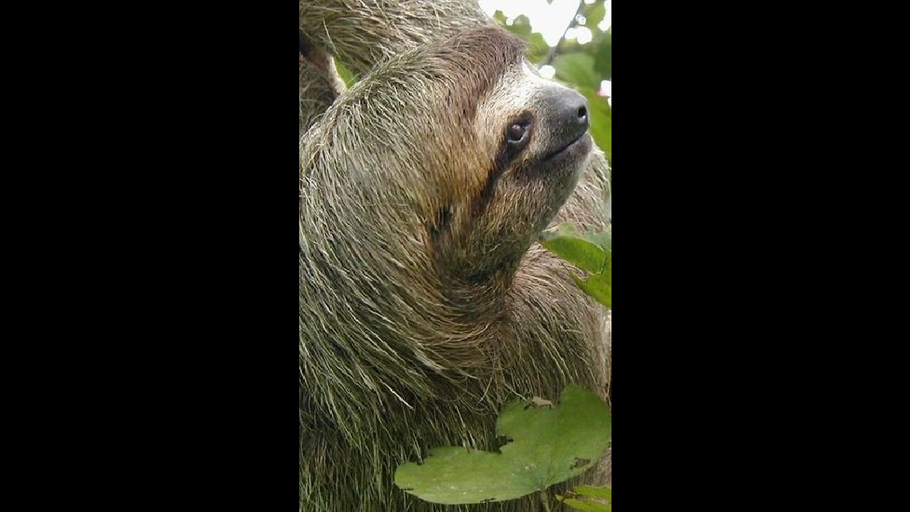 5 REASONS WHY SLOTHS ARE SPECTACULAR