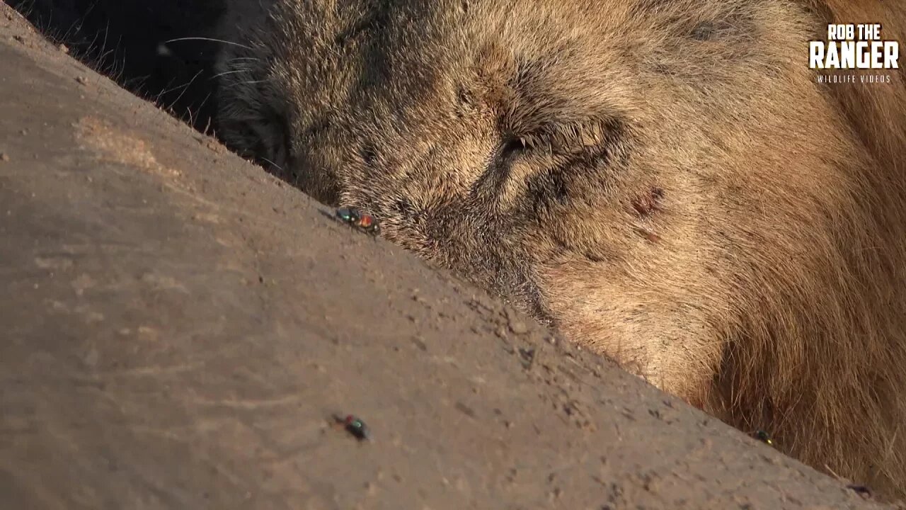 Do Lions Eat Elephant Meat??? See For Yourselves....