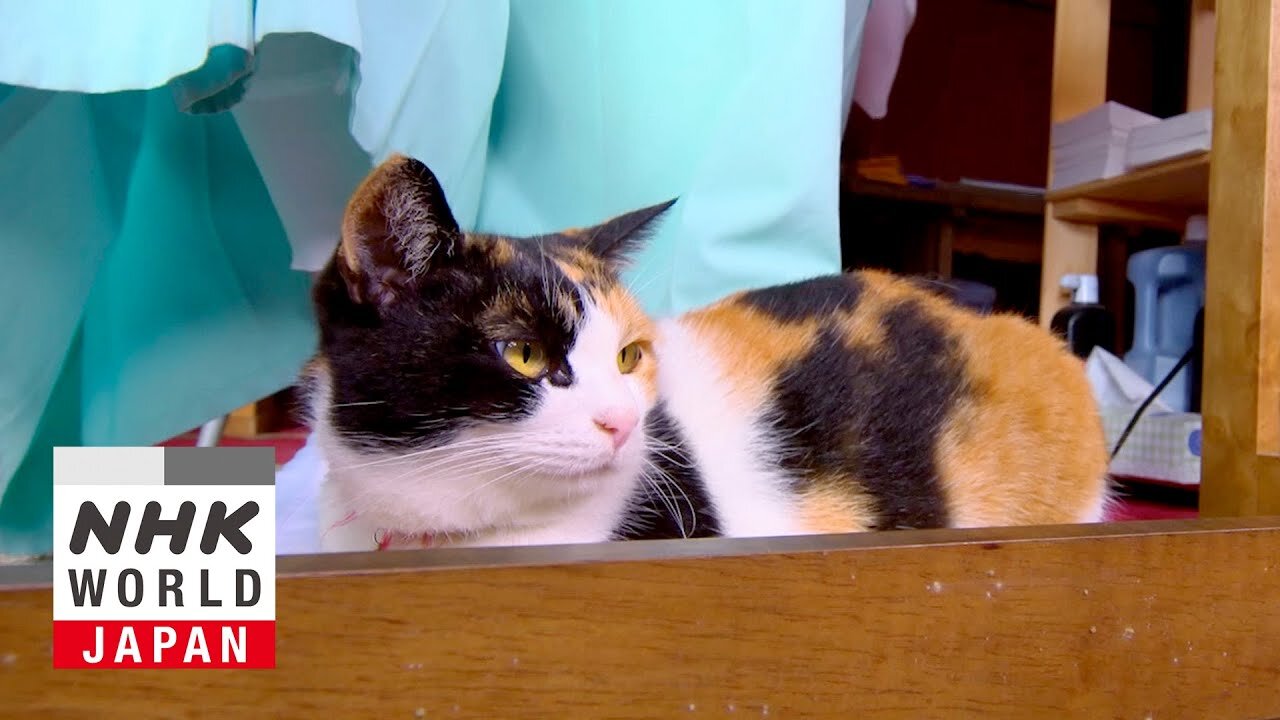 Chichibu: The Great Outdoors with Cats - A Cat's-Eye View of Japan| RN