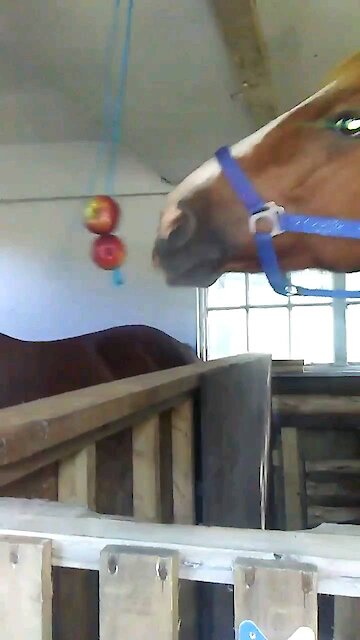 Horse's trying to eat apples