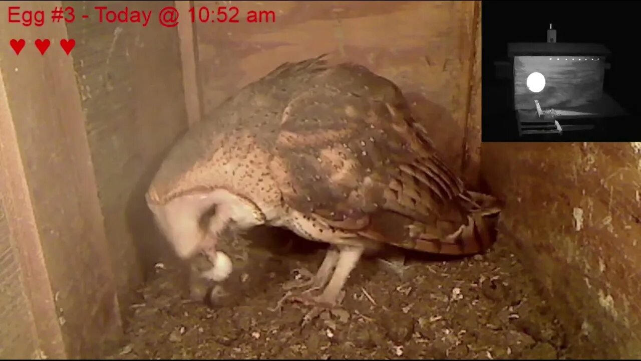 2-19-22 Mel brings Syd a headless rabbit. 1:45 am obt