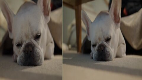Sleep dog the best dog Naturefuture