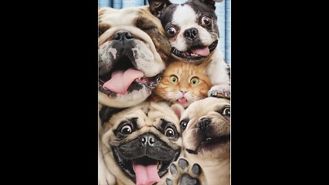 Pet Bloopers Galore: Dogs vs. Cats Comedy Showdown”
