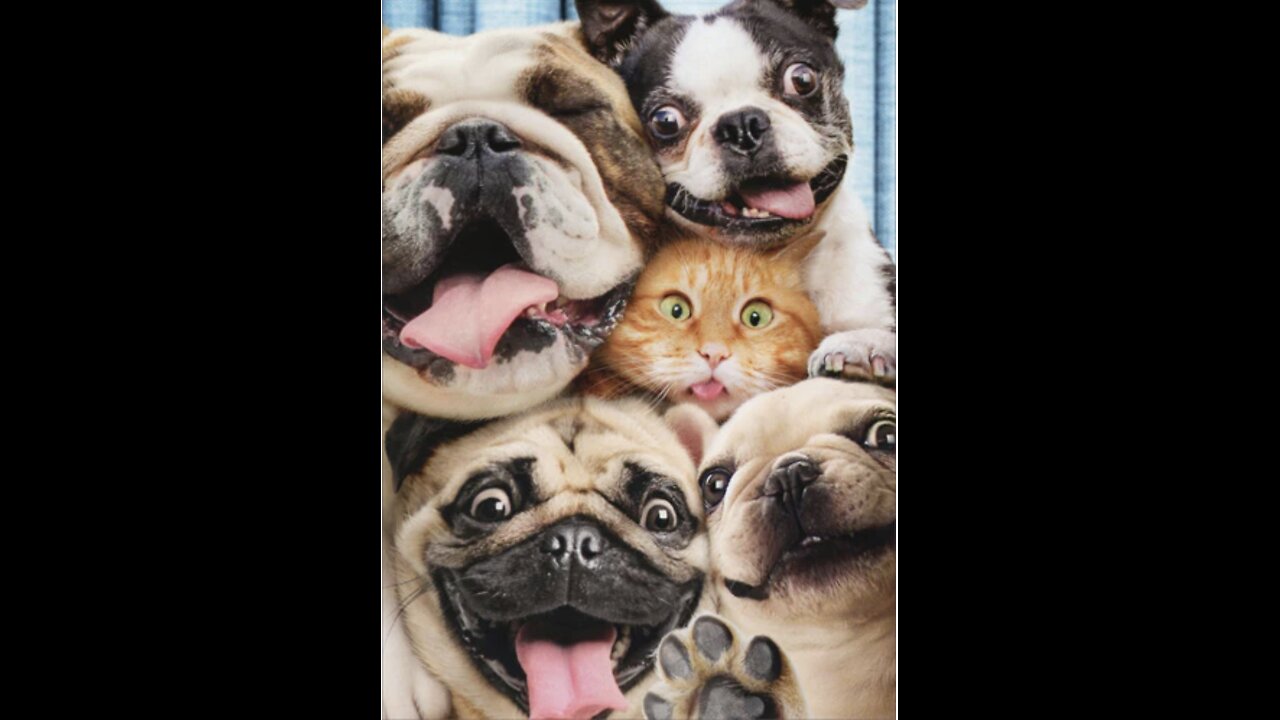 Pet Bloopers Galore: Dogs vs. Cats Comedy Showdown”