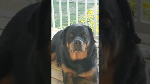Rottweiler Close Up #rottweiler #shorts 😍