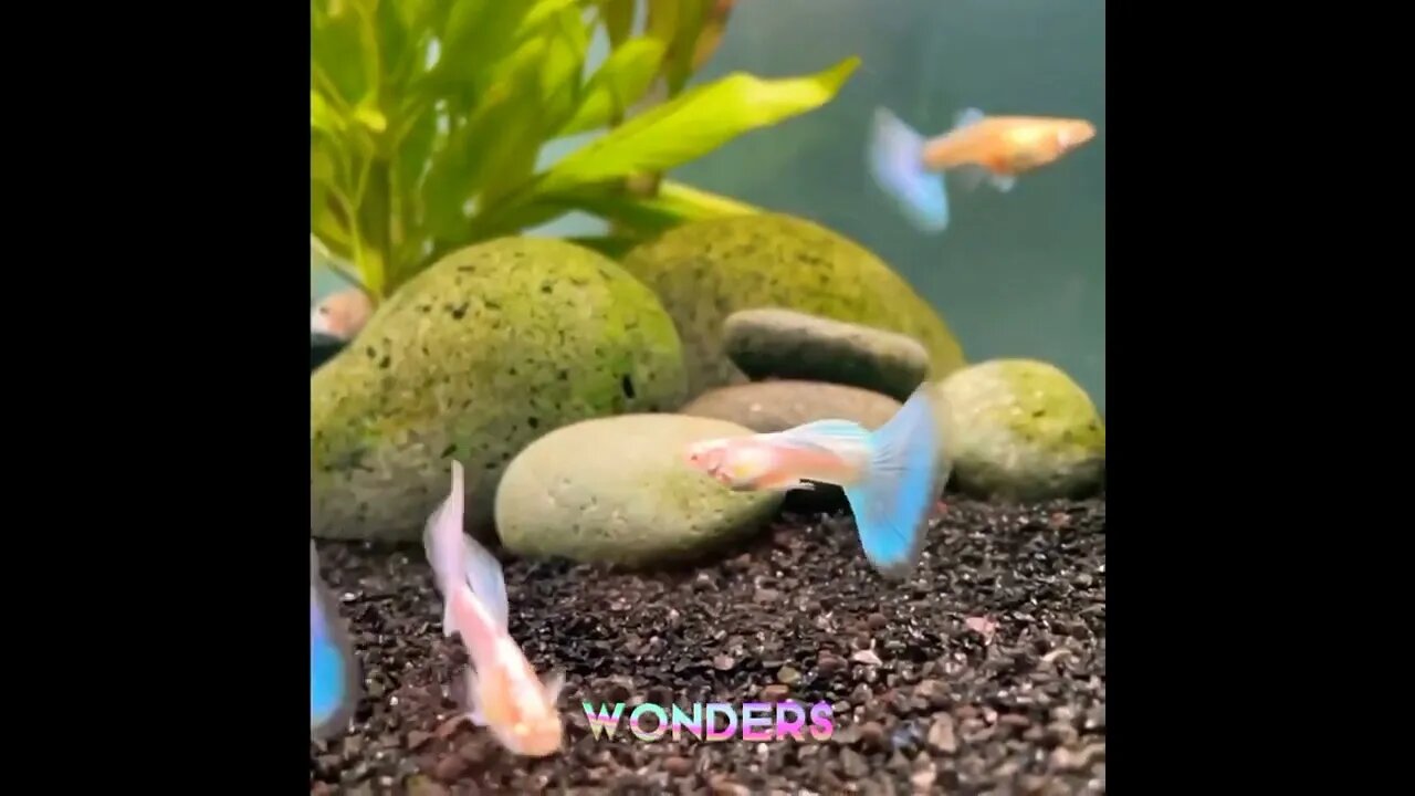 Adorable Fishes 🐟🐬🦈🐡 Feeding in aquarium#aquarium #beautiful #wow #nature #sea #seacreature #fish