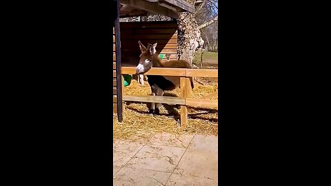 Funny animal 😂😂😂😂😂😂😂