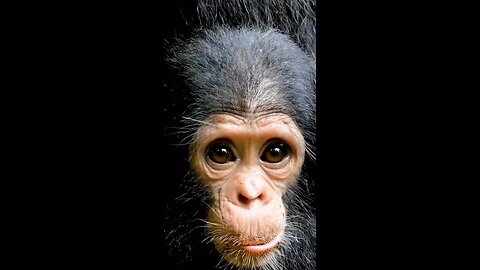 Courtesy of Jane Goodall Institute
