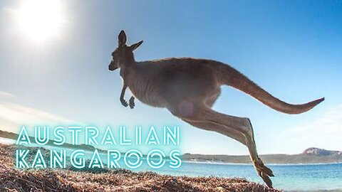 Australian kangaroos.