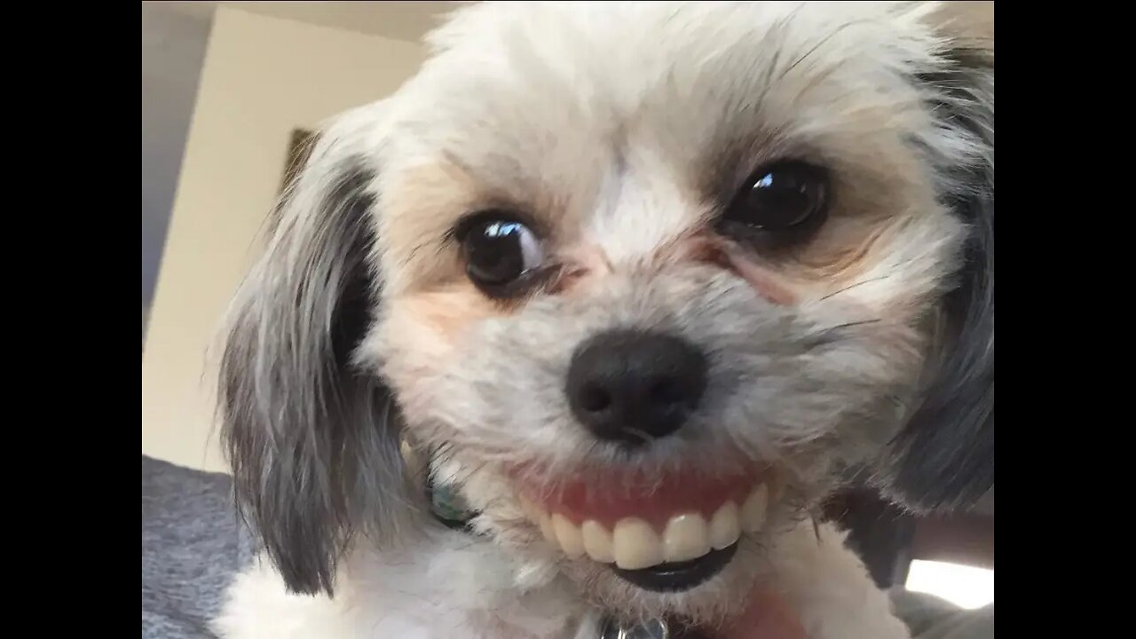 CAT AND DOG FUNNY VIDEO TRY NOT TO LAUGH | ALL ANIMAL FUNNY VIDEO CAT,DOG ,PIG ,GOAT