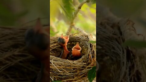 Wait for it... Baby Birds 🍼 #shorts