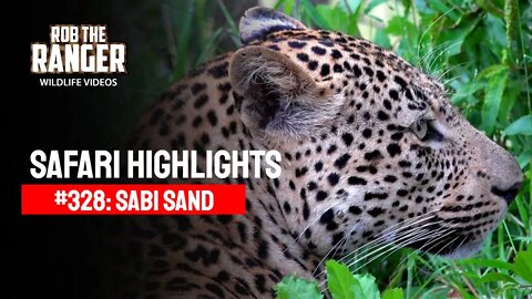 Safari Highlights #328: 01 & 02 March 2015 | Sabi Sand Nature Reserve | Latest Wildlife Sightings