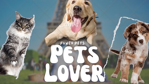 Funny Animal Videos - Funniest Cats And Dogs Video