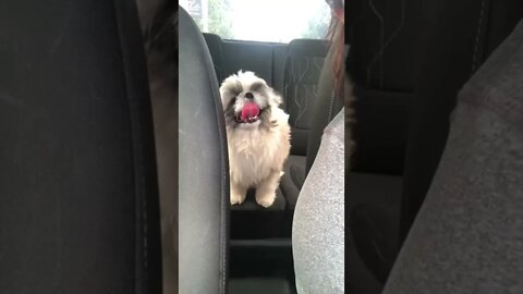 My Chummy Shih Tzu loves to be airconditioned inside my truck