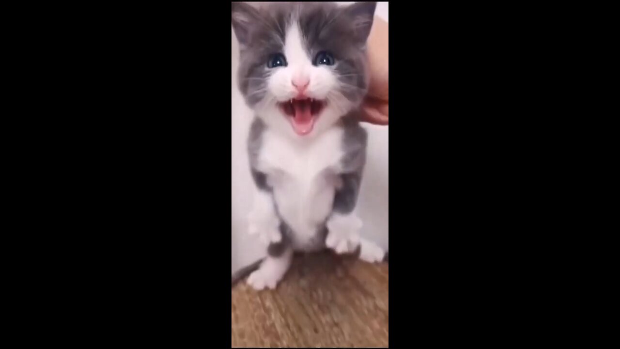 Funny cat |cat sound|funny animal|funny cat