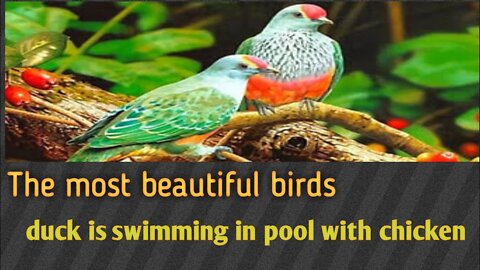 The most beautiful birds/ducks 🦆/eagle 🦅/in the nest and in the pool water 💦 with theirs checkens.